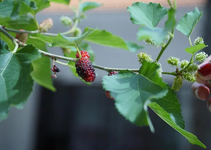 Ravenala Muine Khách sạn